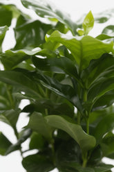 Coffea arabica — Kaffetræ — Ø12 x H20 cm — Klar til at stille — Hvid keramik - Verdeia - 2