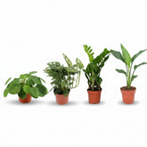 Set of 4 essential green plants — Ø12 cm — H20 - 40 cm - Verdeia - 1