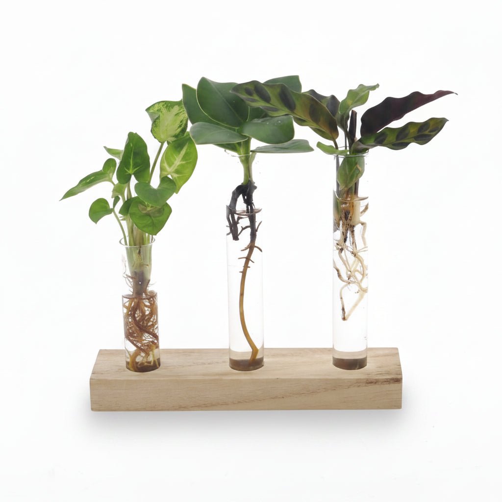 Coffret Hydroponie surprise — 3 plantes sur support bois H10 cm | Pot Ø7 cm - Verdeia - 1