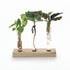 Coffret Hydroponie surprise — 3 plantes sur support bois H10 cm | Pot Ø7 cm - Verdeia - 1