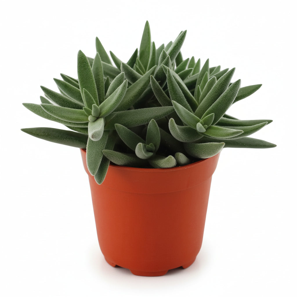 tenelli succulent Crassula tenelli — Velvety Succulent