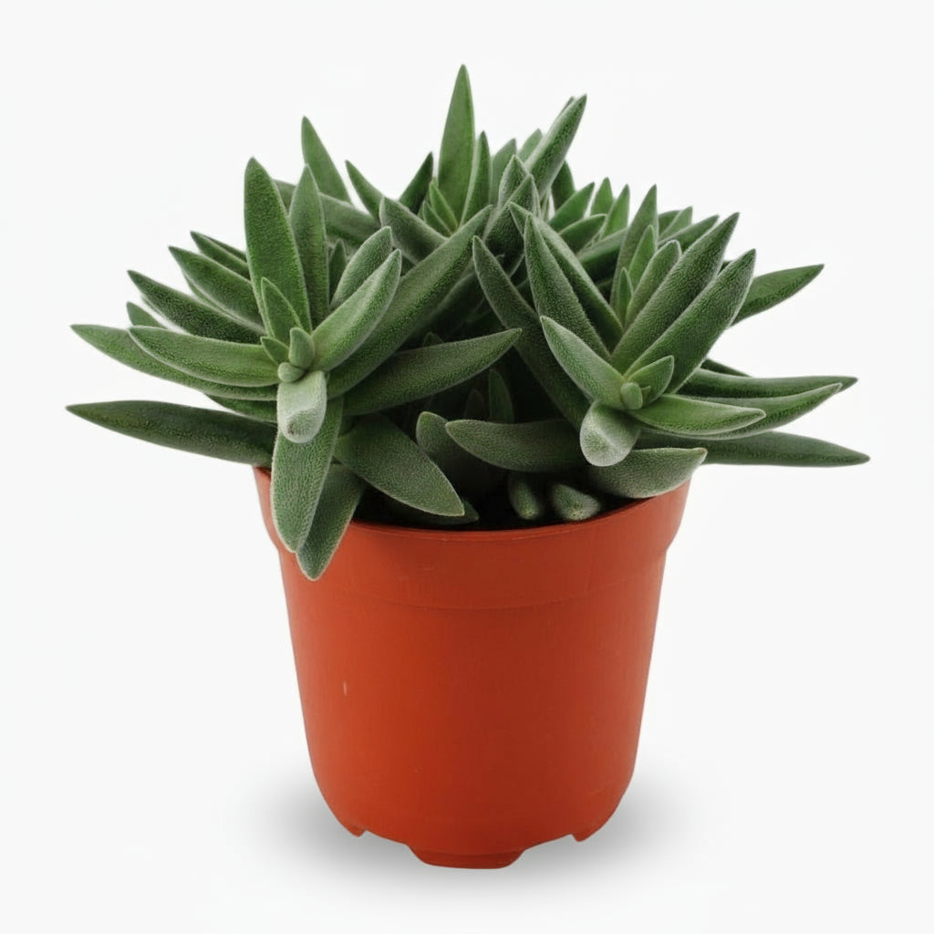 Crassula tenelli – Plante succulente graphique – Ø11cm – ↕15cm - Verdeia
