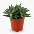 Crassula tenelli – Plante succulente graphique – Ø11cm – ↕15cm - Verdeia