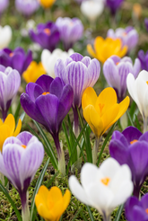 Crocus à grandes fleurs en mélange (Crocus vernus) — Bulbes calibre 7/8 - Verdeia - 1