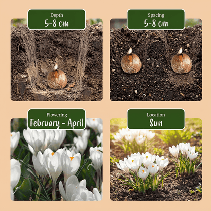 Crocus blanco de flores grandes (Crocus vernus) — Bulbos calibre 7/8 - Verdeia - 4