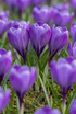 Crocus azul de flores grandes (Crocus vernus) — Bulbos calibre 7/8 - Verdeia - 1