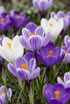 Mezcla de crocus azules y blancos (Crocus vernus) — Bulbos calibre 7/8 - Verdeia - 1