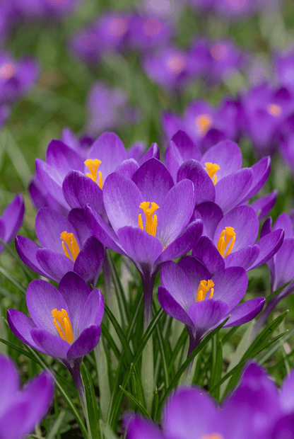 Crocus &