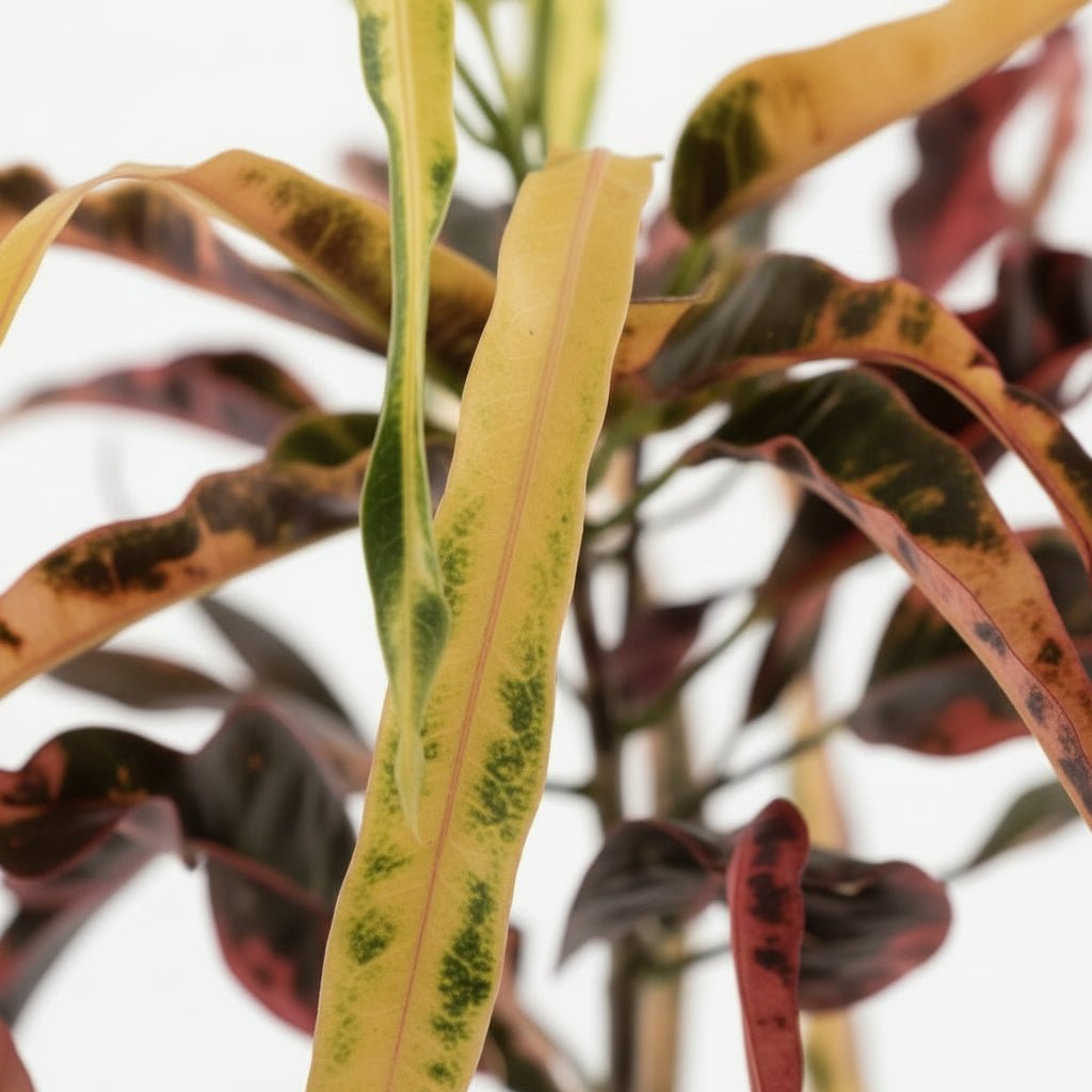 Croton Dreadlock — Codiaeum — Ø19 cm — A70 cm - Verdeia - 2