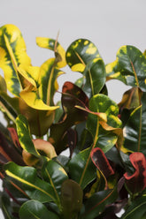 primer plano de las hojas amarillas y verdes del Croton Mammi