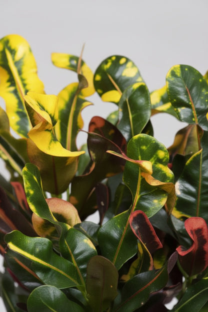 primer plano de las hojas amarillas y verdes del Croton Mammi