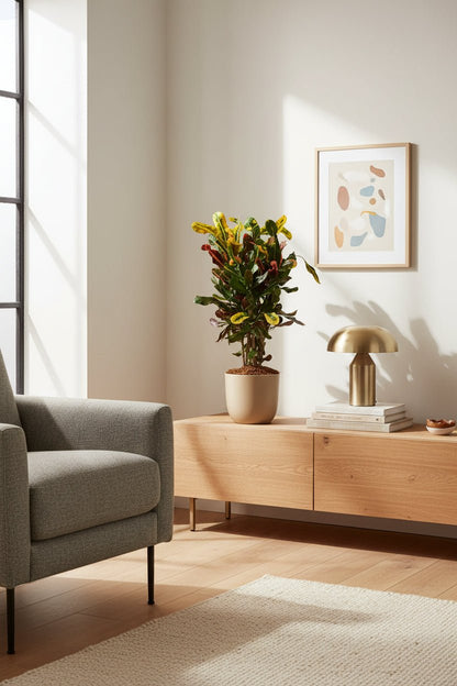 Croton Mammi colocado sobre un mueble bajo en una sala cerca de la ventana