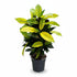 Croton Mrs. Iceton H65 cm | Pot Ø17 cm - Verdeia - 1