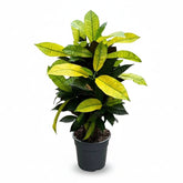 Croton Mrs. Iceton H65 cm | Pot Ø17 cm - Verdeia - 2