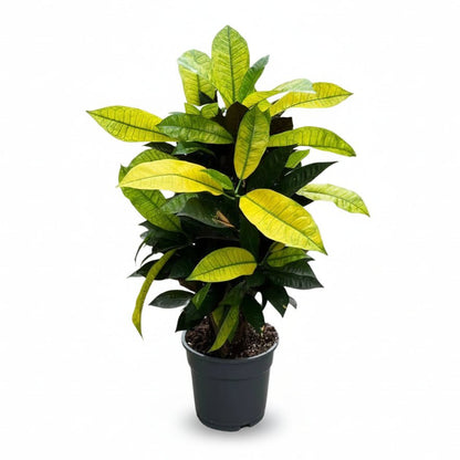 Croton Mrs. Iceton H65 cm | Pot Ø17 cm - Verdeia - 2