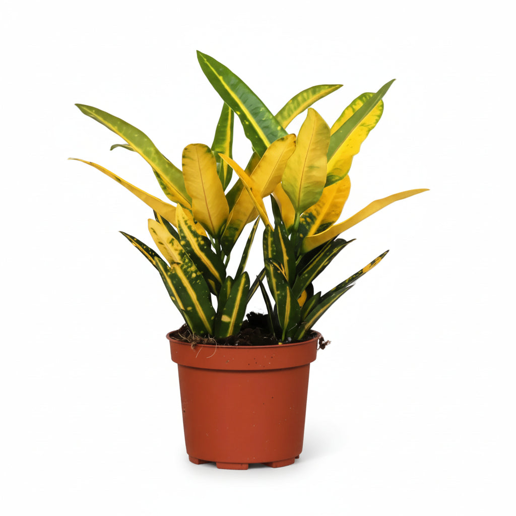 Croton Sunny Star — Compact multicolored Codiaeum