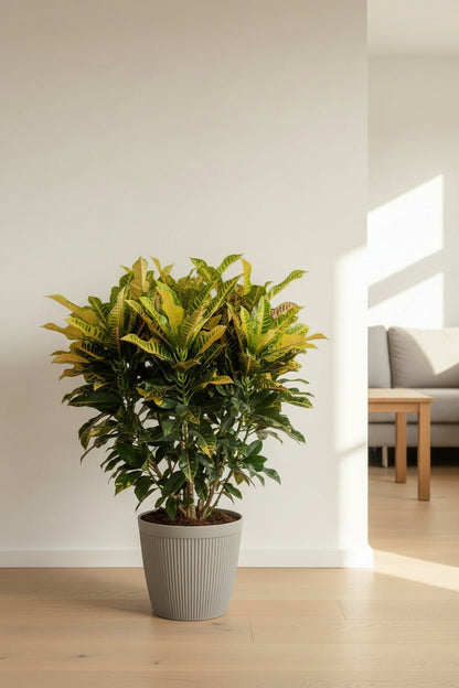Croton Wilma — Codiaeum maduro instalado frente a una pared blanca