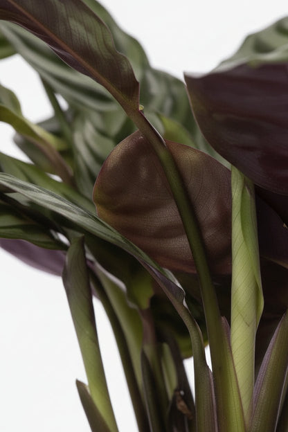 Ctenanthe burle - marxii — Ø12 x H25 cm — Listo para colocar — Cerámica blanca - Verdeia - 2