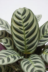 Ctenanthe burle - marxii — Ø12 x H25 cm — Prête à poser — Céramique grise - Verdeia - 2