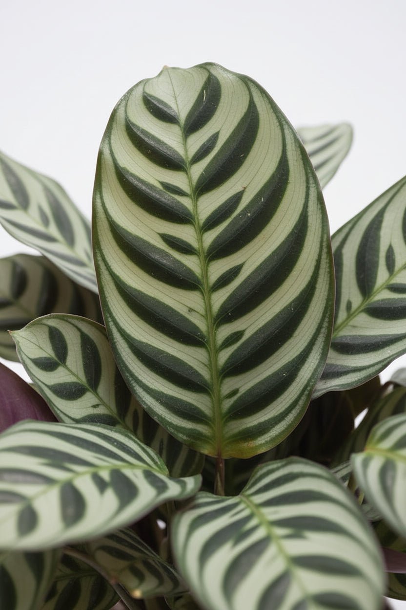 Ctenanthe burle - marxii — Ø12 x H25 cm — Prête à poser — Céramique grise - Verdeia - 2