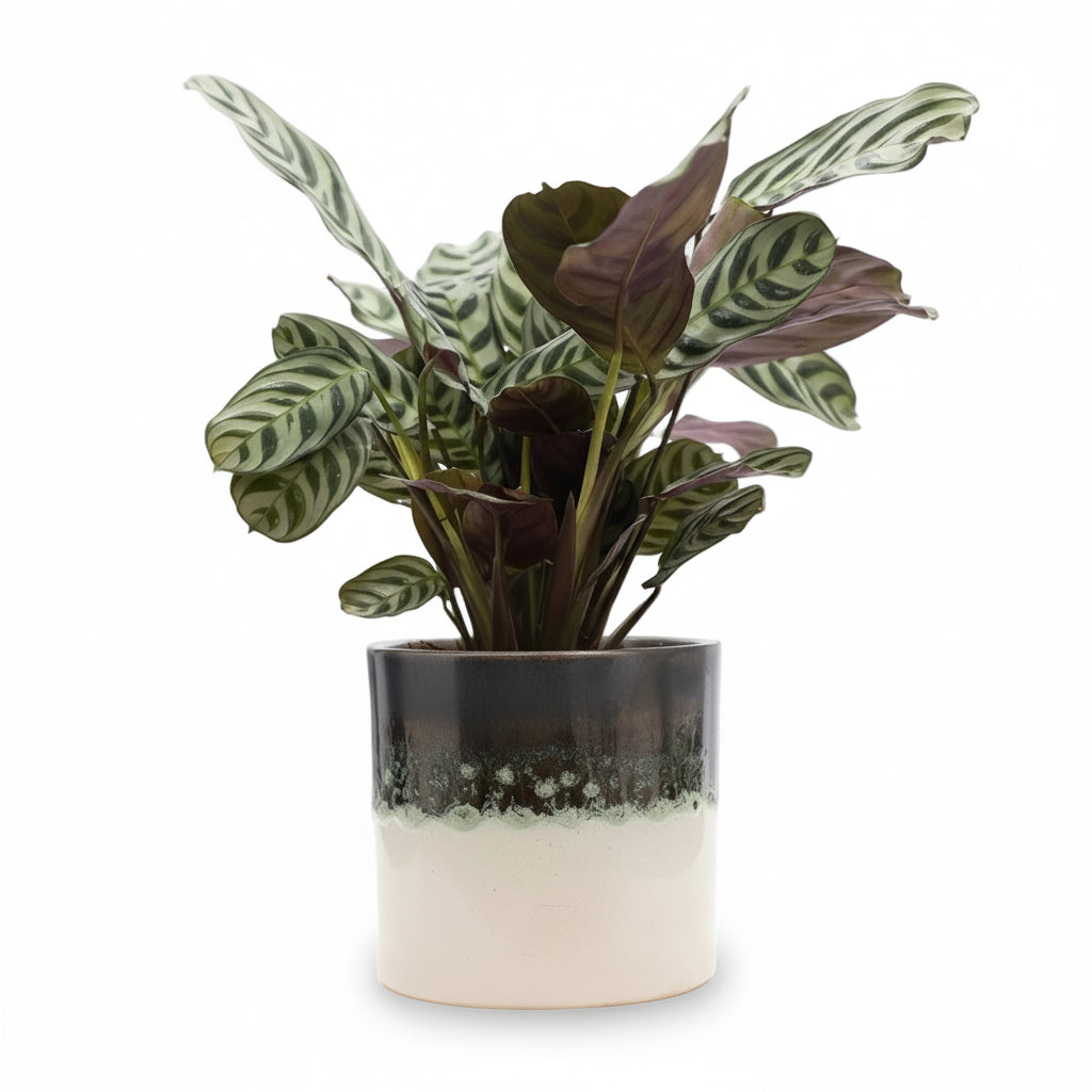 Ctenanthe burle - marxii — Ø12 x H25 cm — Prête à poser — Céramique grise - Verdeia - 1