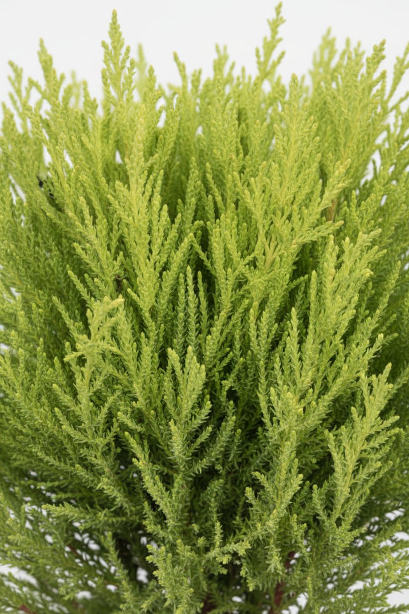 Cupressus Goldcrest Wilma — Ciprés dorado — Ø14 cm — H60 cm - Verdeia - 2