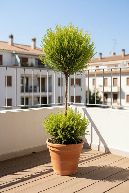 Cupressus Goldcrest Wilma — Ciprés dorado — Ø14 cm — H60 cm - Verdeia - 3