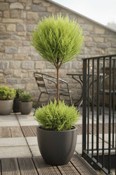 Cupressus Goldcrest Wilma — Ciprés dorado — Ø14 cm — H60 cm - Verdeia - 4