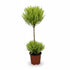 Cupressus Goldcrest Wilma topiaire double boule (Cyprès doré) — H60 cm | Pot Ø14 cm - Verdeia - 1