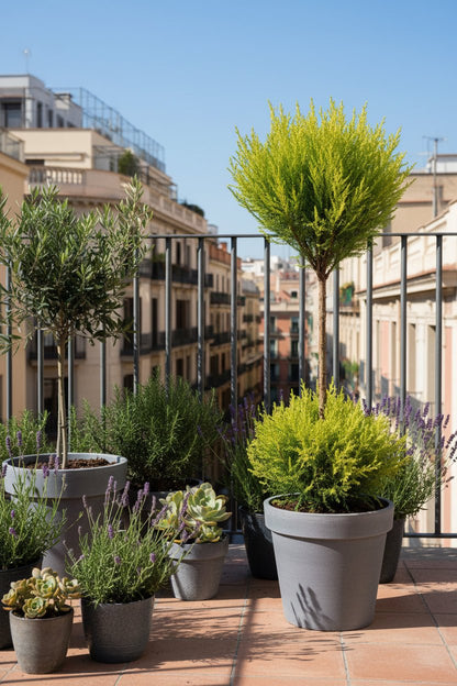 Cupressus Goldcrest Wilma topiaire double boule (Cyprès doré) — H60 cm | Pot Ø14 cm - Verdeia - 4