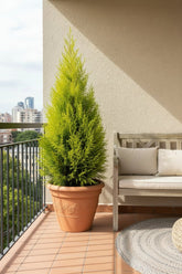 Cupressus macrocarpa &