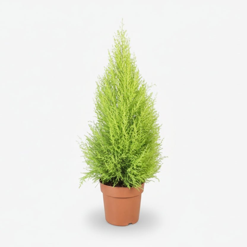Cupressus macrocarpa &
