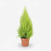 Cupressus macrocarpa &