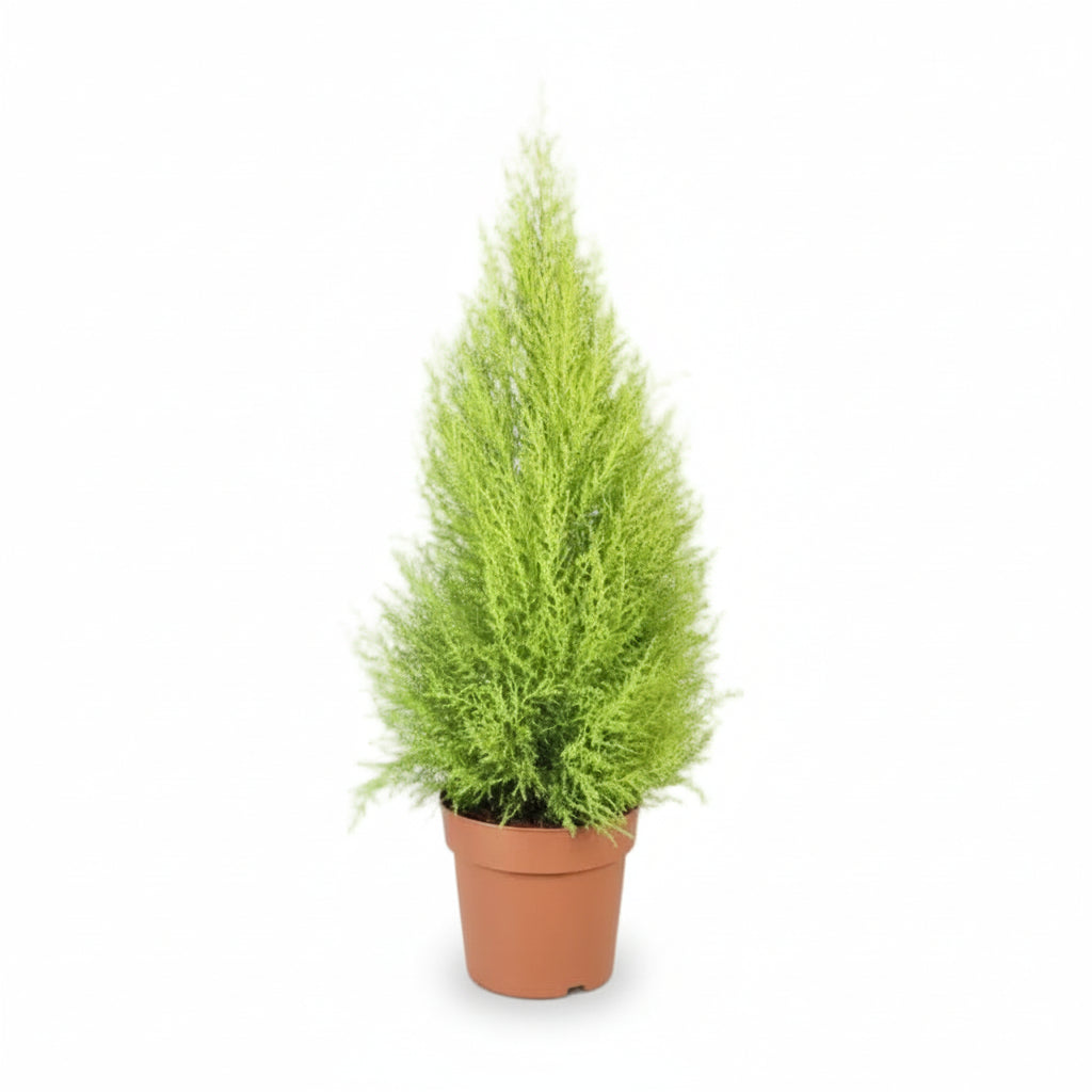 Cupressus macrocarpa &