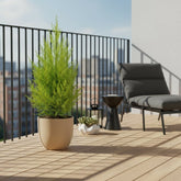 Cupressus macrocarpa &