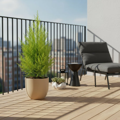 Cupressus macrocarpa ‘Goldcrest Wilma’ — Ø14 cm — H55 cm - Verdeia