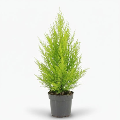 Cupressus macrocarpa ‘Goldcrest Wilma’ — Ø14 cm — H55 cm - Verdeia