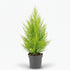 Cupressus macrocarpa ‘Goldcrest Wilma’ — Ø14 cm — H55 cm - Verdeia
