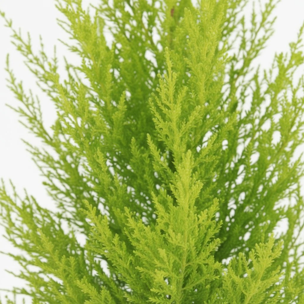 Cupressus macrocarpa &