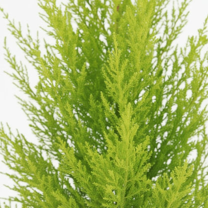 Cupressus macrocarpa ‘Goldcrest Wilma’ — Ø14 cm — H55 cm - Verdeia