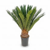 Cycas Revoluta — Ø17 cm — H60 cm - Verdeia - 1
