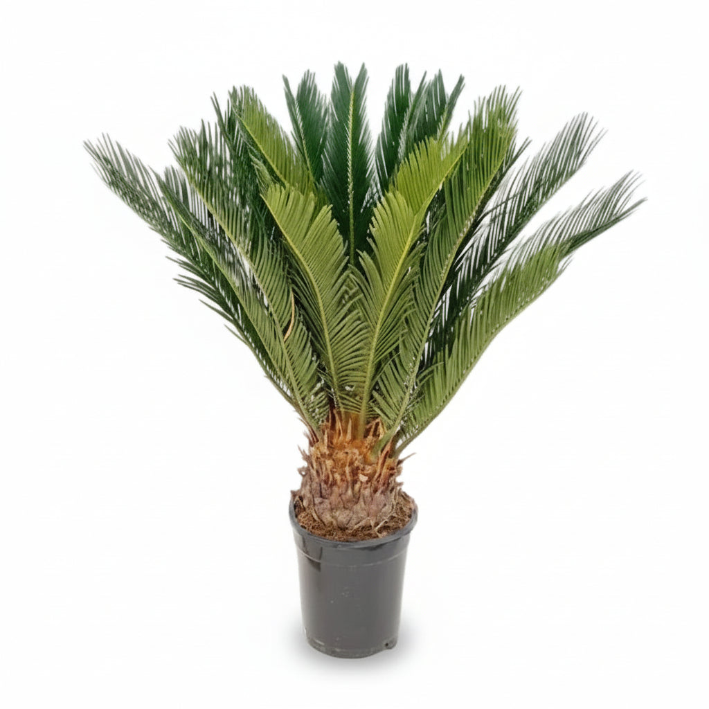 Cycas Revoluta — Ø17 cm — H60 cm - Verdeia - 1