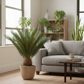 Cycas Revoluta — Ø17 cm — H60 cm - Verdeia - 5