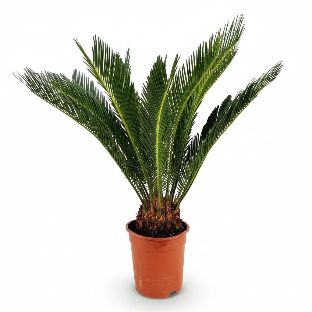 Cycas revoluta (Japanese sago palm) - Verdeia - 1