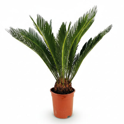 Cycas revoluta (Japanese sago palm) - Verdeia - 1