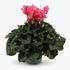 Cyclamen rose clair — Ø17 cm — H40 cm - Verdeia