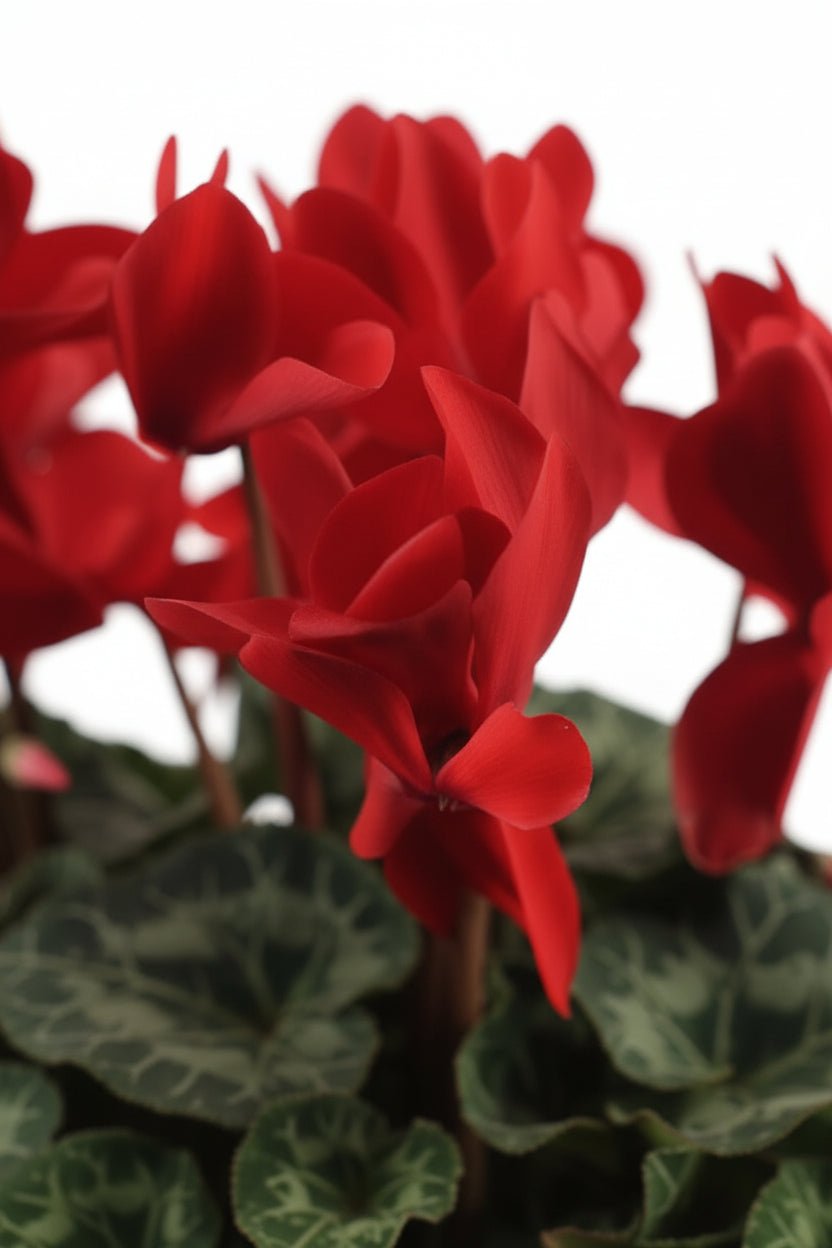 Ciclamen rojo — H40 cm | Maceta Ø17 cm - Verdeia - 2