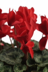 Red cyclamen — H40 cm | Pot Ø17 cm - Verdeia - 2