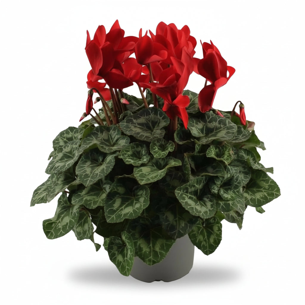 Ciclamen rojo — Ø17 cm — H40 cm - Verdeia - 1