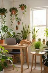 Cyperus Alternifolius (Herbe à chats) - H20 cm | Pot Ø12 cm - Verdeia - 5